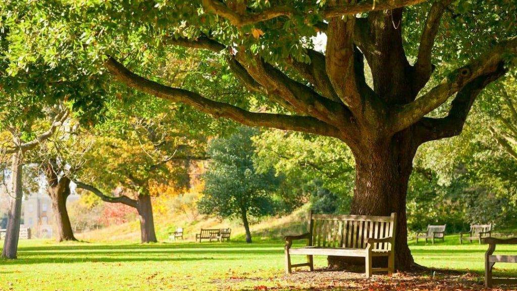 UK Park with grass, trees and benches